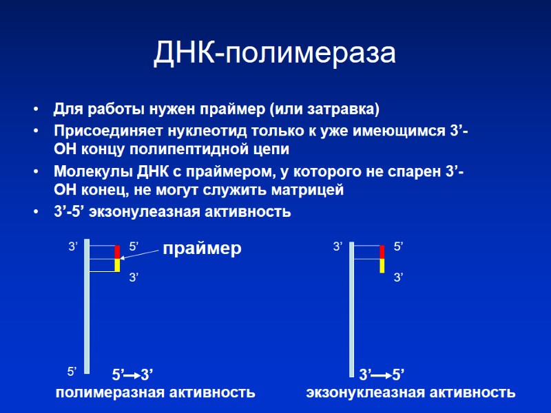 ДНК-полимераза Для работы нужен праймер (или затравка) Присоединяет нуклеотид только к уже имеющимся 3’-ОН ДНК-полимераза Для работы нужен праймер (или затравка) Присоединяет нуклеотид только к уже имеющимся 3’-ОН